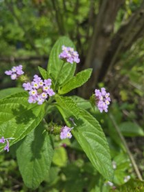 Bokorverbéna - Levendula Popcorn - Lantana trifolia